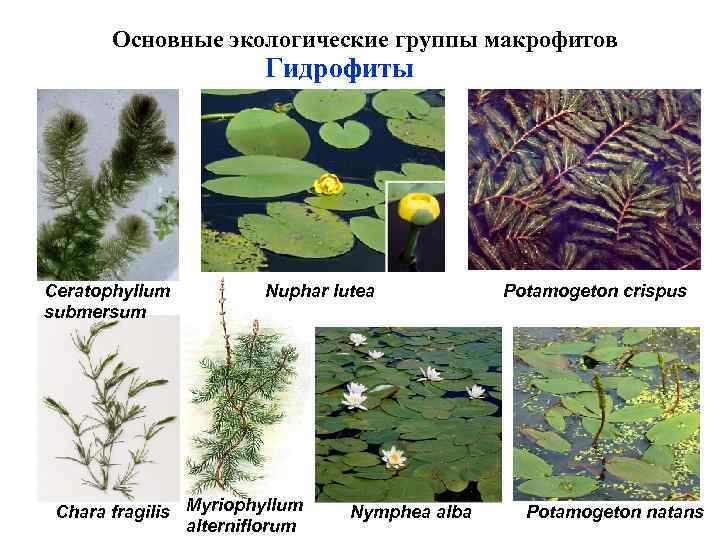 Экологическая группа гидрофиты. 2) Гидрофиты. Экологическая группа гидрофитов. Гидрофиты примеры растений. Лекарственные гидрофиты.