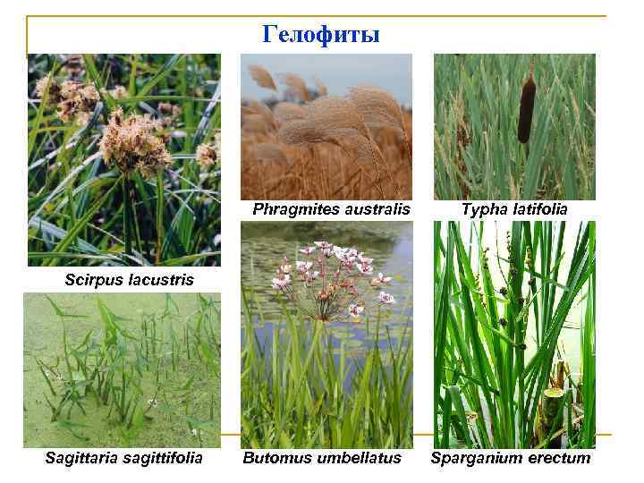 Гелофиты Phragmites australis Typha latifolia Scirpus lacustris Sagittaria sagittifolia Butomus umbellatus Sparganium erectum 