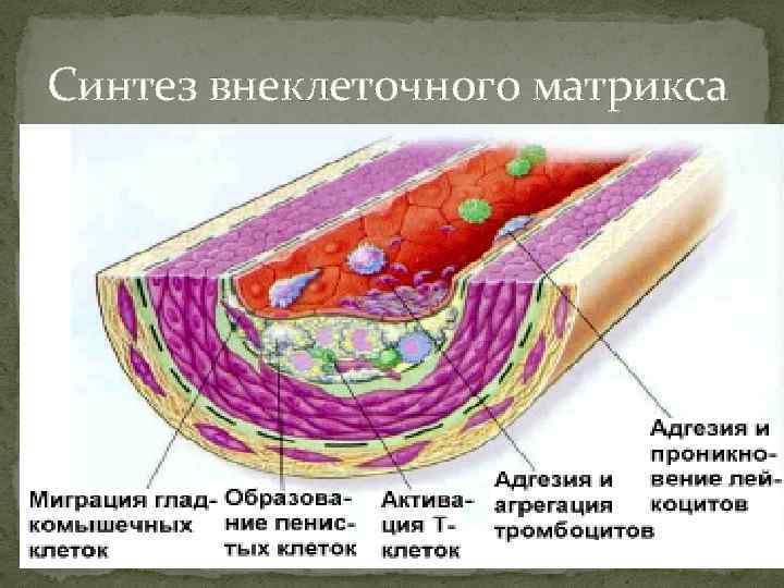 Синтез внеклеточного матрикса 