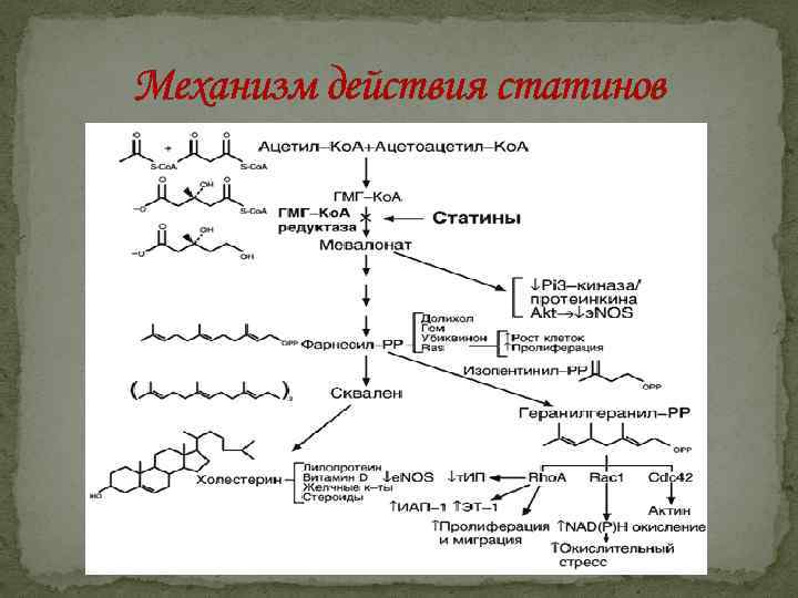 Механизм действия статинов 