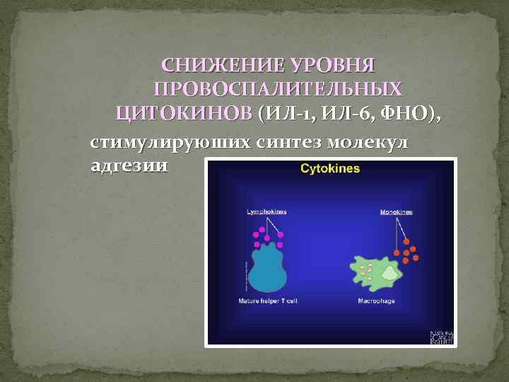 СНИЖЕНИЕ УРОВНЯ ПРОВОСПАЛИТЕЛЬНЫХ ЦИТОКИНОВ (ИЛ-1, ИЛ-6, ФНО), стимулируюших синтез молекул адгезии 