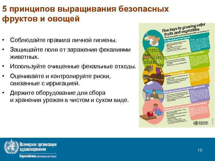 5 принципов выращивания безопасных фруктов и овощей • Соблюдайте правила личной гигиены. • Защищайте