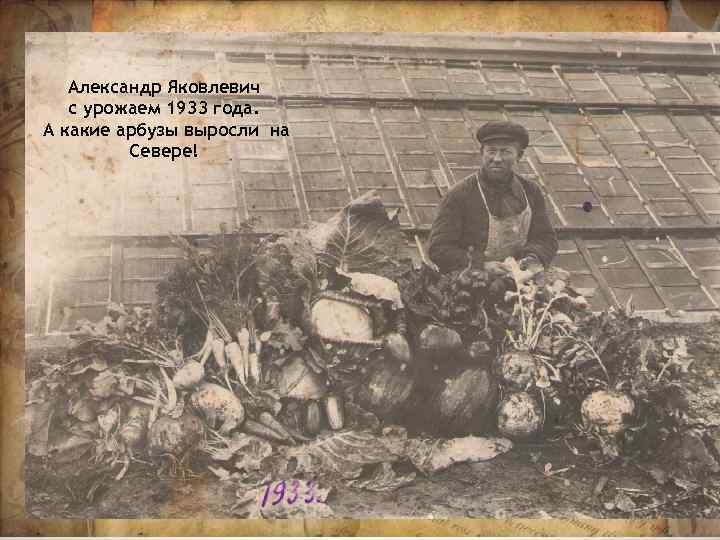 Александр Яковлевич с урожаем 1933 года. А какие арбузы выросли на Севере! Шатровский Александр