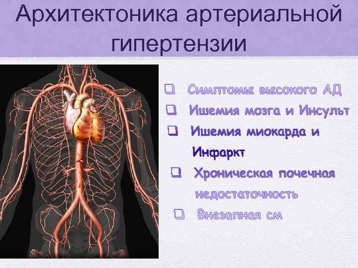 Архитектоника артериальной гипертензии 