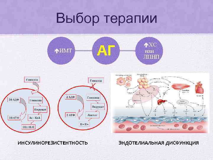 Выбор терапии ИМТ ИНСУЛИНОРЕЗИСТЕНТНОСТЬ АГ ХС или ЛПНП ЭНДОТЕЛИАЛЬНАЯ ДИСФУНКЦИЯ 