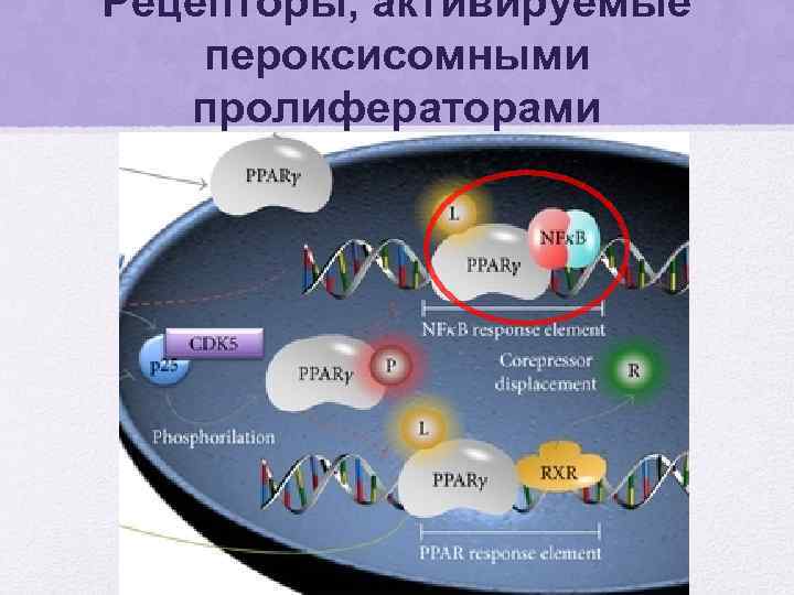 Рецепторы, активируемые пероксисомными пролифераторами 