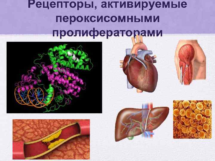 Рецепторы, активируемые пероксисомными пролифераторами 