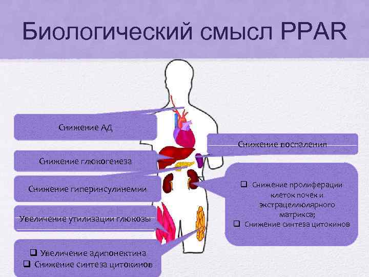 Биологический смысл PPAR Снижение АД Снижение воспаления Снижение глюкогенеза Снижение гиперинсулинемии Увеличение утилизации глюкозы