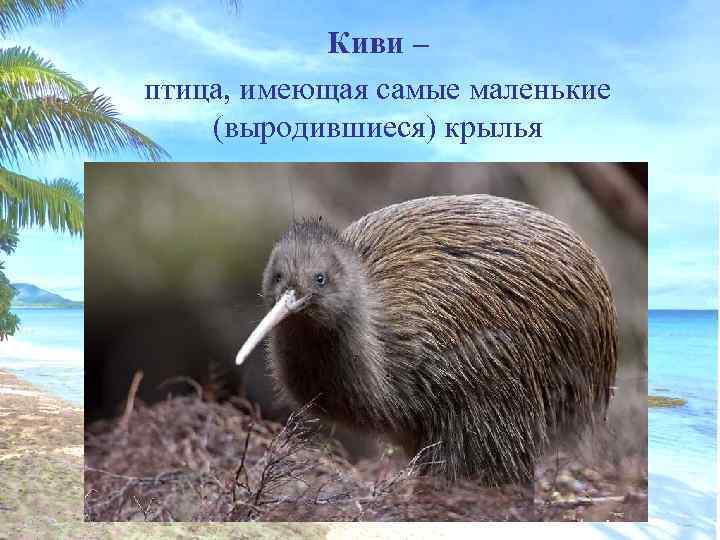 Киви – птица, имеющая самые маленькие (выродившиеся) крылья 