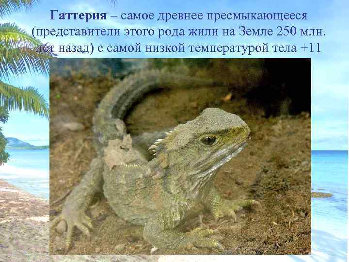 Гаттерия – самое древнее пресмыкающееся (представители этого рода жили на Земле 250 млн. лет