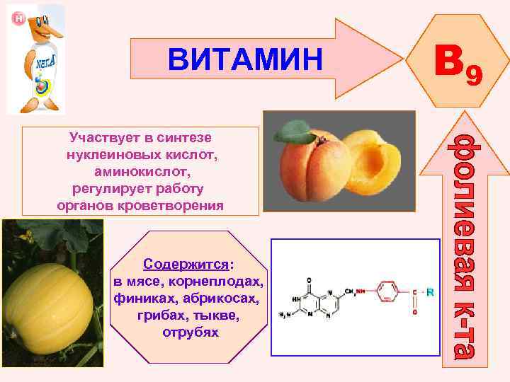 ВИТАМИН Участвует в синтезе нуклеиновых кислот, аминокислот, регулирует работу органов кроветворения Содержится: в мясе,