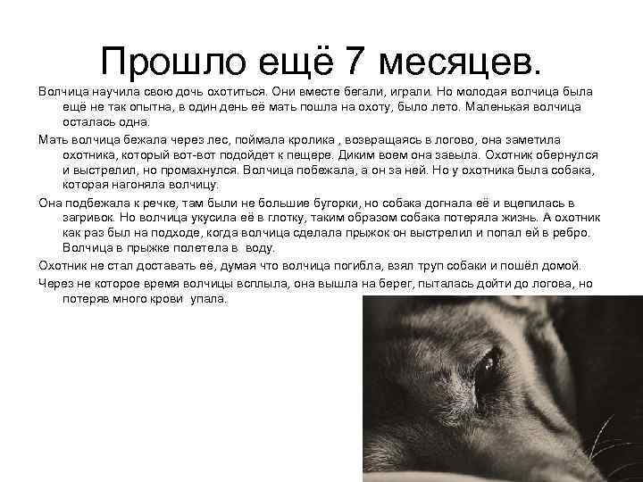 Прошло ещё 7 месяцев. Волчица научила свою дочь охотиться. Они вместе бегали, играли. Но