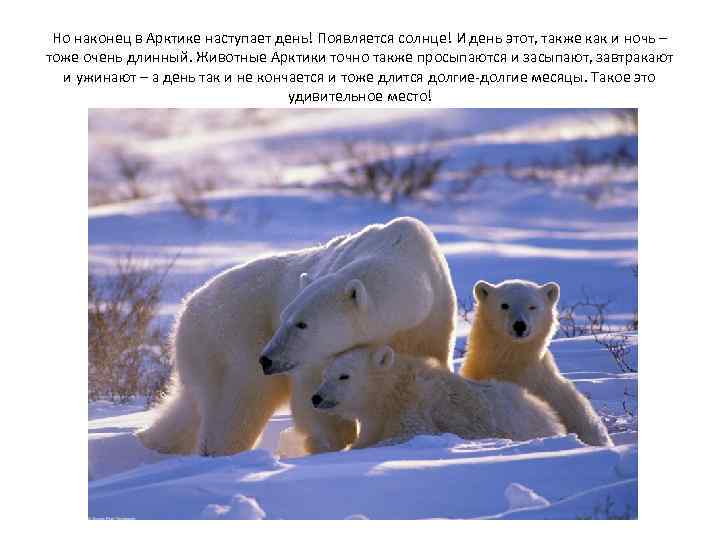 Но наконец в Арктике наступает день! Появляется солнце! И день этот, также как и
