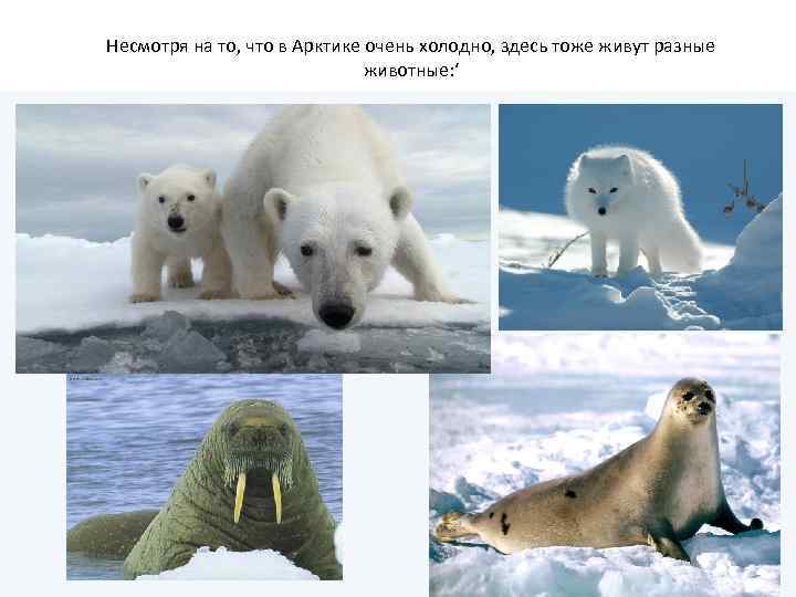 Несмотря на то, что в Арктике очень холодно, здесь тоже живут разные животные: ‘