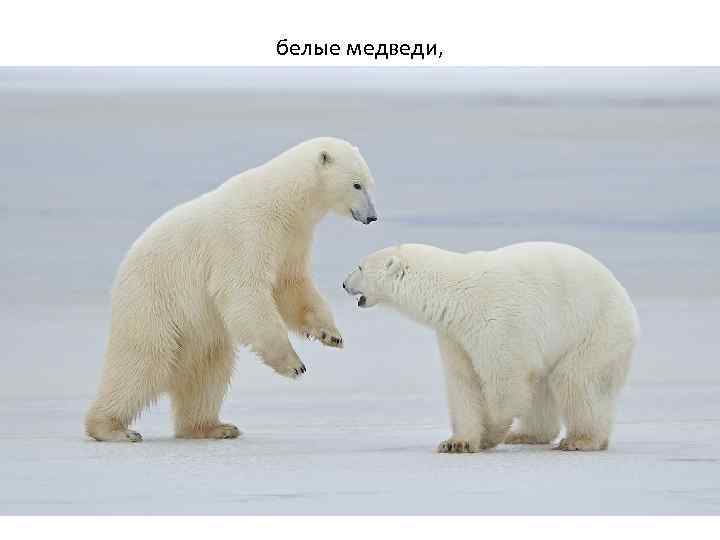 белые медведи, 