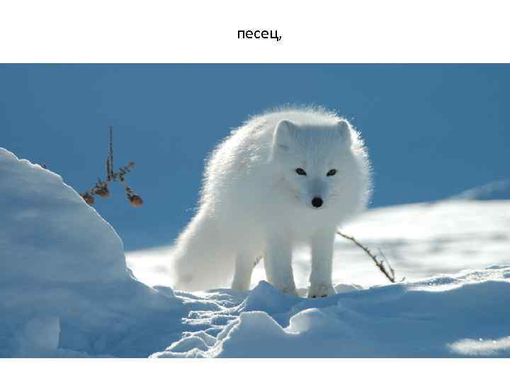 песец, 
