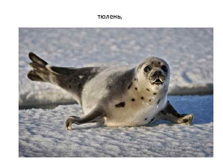 тюлень, 