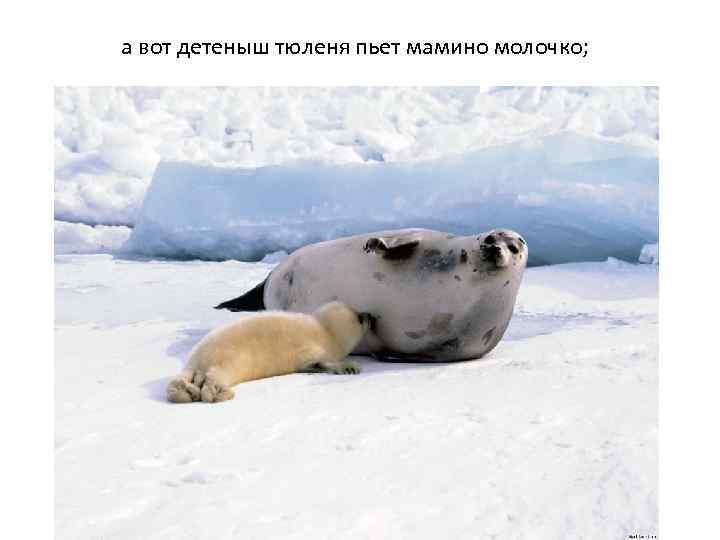 а вот детеныш тюленя пьет мамино молочко; 