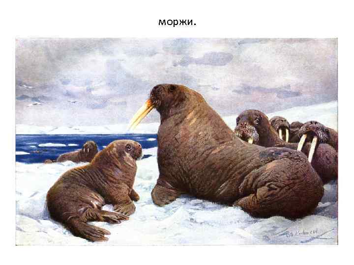 моржи. 