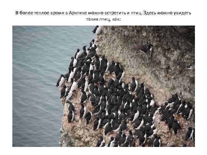 В более теплое время в Арктике можно встретить и птиц. Здесь можно увидеть таких