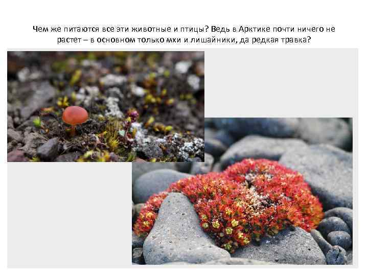 Чем же питаются все эти животные и птицы? Ведь в Арктике почти ничего не