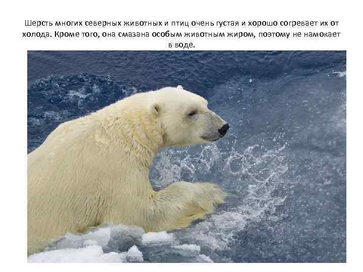 Шерсть многих северных животных и птиц очень густая и хорошо согревает их от холода.