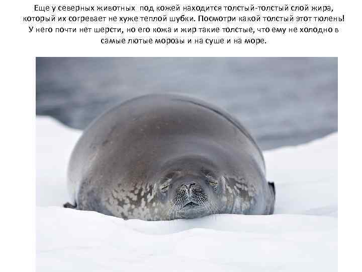 Еще у северных животных под кожей находится толстый-толстый слой жира, который их согревает не