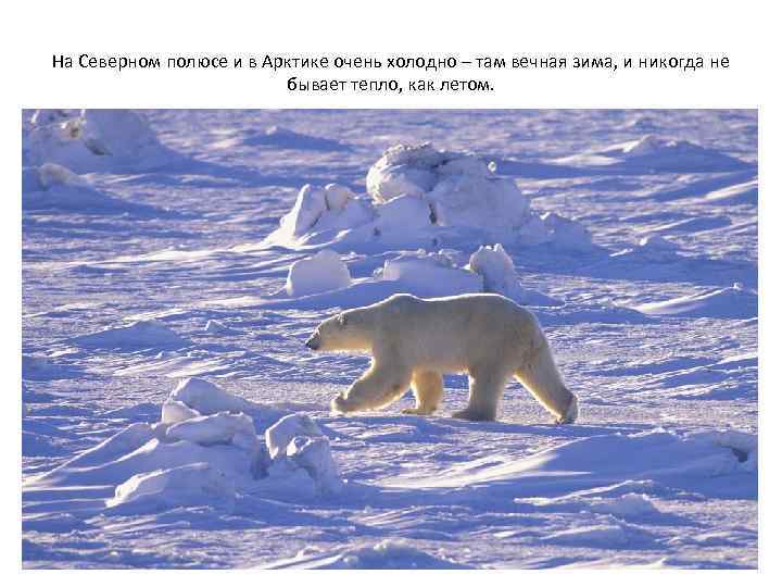 На Северном полюсе и в Арктике очень холодно – там вечная зима, и никогда