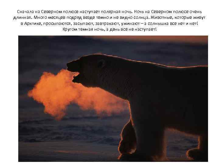 Сначала на Северном полюсе наступает полярная ночь. Ночь на Северном полюсе очень длинная. Много