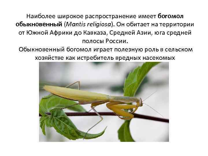 Наиболее широкое распространение имеет богомол обыкновенный (Mantis religiosa). Он обитает на территории от Южной