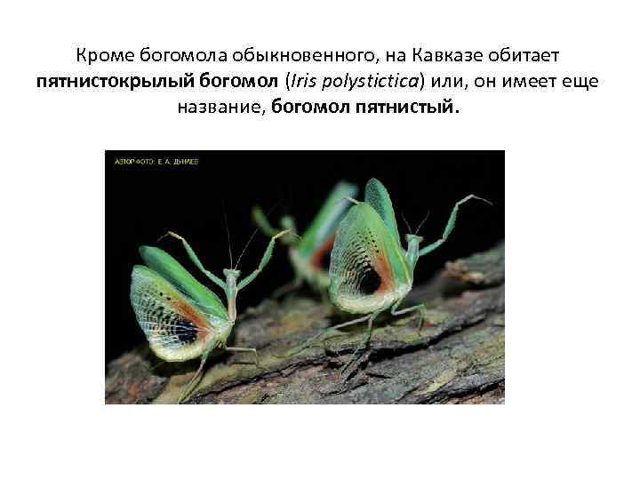 Развитие богомола. Богомол пятнистокрылый (Iris polystictica). Внутреннее строение Богомолов. Внешнее строение богомола. Внутреннее строение богомола.