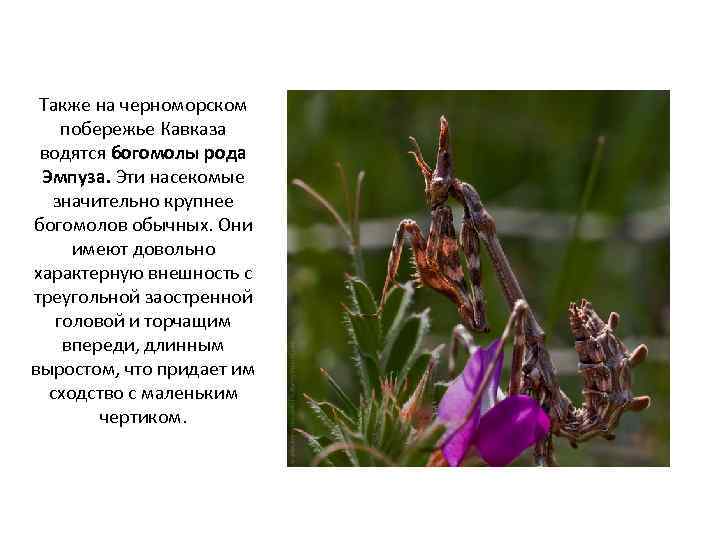 Характеристика богомолов. Интересные факты о богомоле. Насекомые Черноморского побережья. На Черноморском побережье обитают насекомые. Насекомые Кавказа.