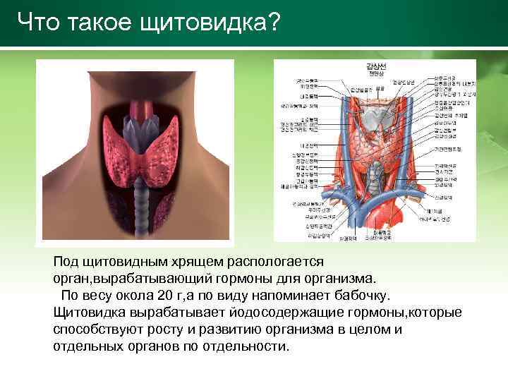 Что такое щитовидка? Под щитовидным хрящем распологается орган, вырабатывающий гормоны для организма. По весу