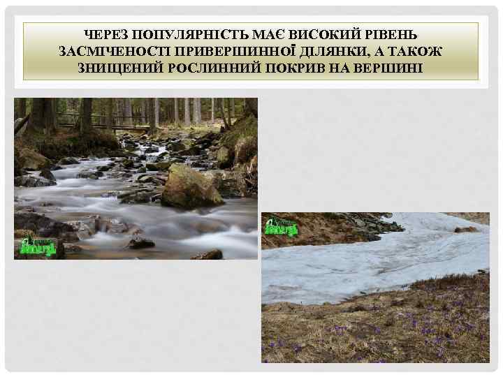 ЧЕРЕЗ ПОПУЛЯРНІСТЬ МАЄ ВИСОКИЙ РІВЕНЬ ЗАСМІЧЕНОСТІ ПРИВЕРШИННОЇ ДІЛЯНКИ, А ТАКОЖ ЗНИЩЕНИЙ РОСЛИННИЙ ПОКРИВ НА