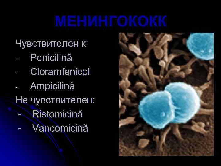 МЕНИНГОКОКК Чувствителен к: Penicilină Cloramfenicol Ampicilină Не чувствителен: - Ristomicină - Vancomicină 