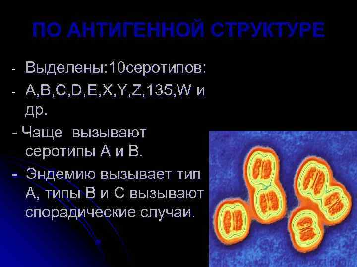 ПО АНТИГЕННОЙ СТРУКТУРЕ Выделены: 10 серотипов: - A, B, C, D, E, X, Y,