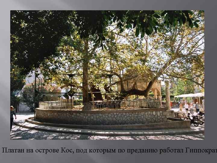 Платан на острове Кос, под которым по преданию работал Гиппократ 