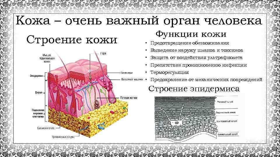 Кожа – очень важный орган человека Строение кожи Функции кожи • Предотвращение обезвоживания •