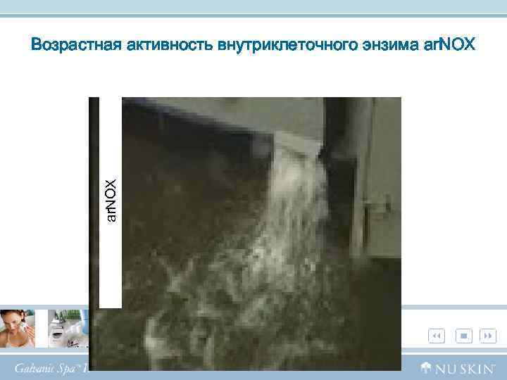 ar. NOX Возрастная активность внутриклеточного энзима ar. NOX 