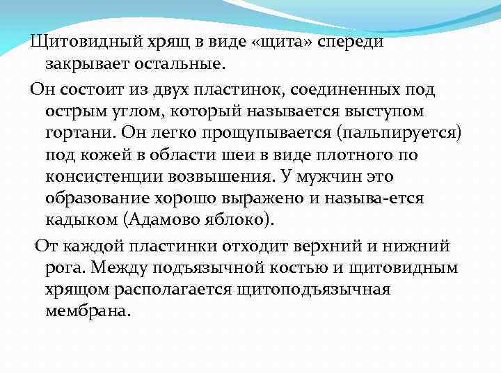 Щитовидный хрящ в виде «щита» спереди закрывает остальные. Он состоит из двух пластинок, соединенных