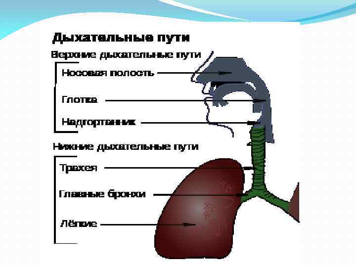 Дыхательная система анатомия презентация