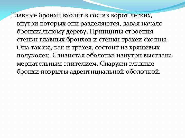 Главные бронхи входят в состав ворот легких, внутри которых они разделяются, давая начало бронхиальному