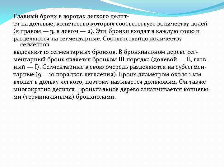 Главный бронх в воротах легкого делит ся на долевые, количество которых соответствует количеству долей
