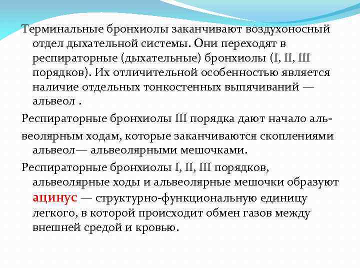 Терминальные бронхиолы заканчивают воздухоносный отдел дыхательной системы. Они переходят в респираторные (дыхательные) бронхиолы (I,