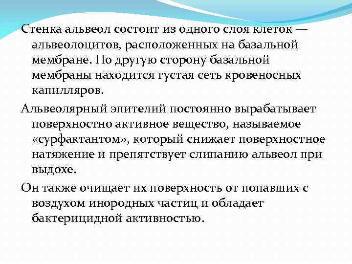 Стенка альвеол состоит из одного слоя клеток — альвеолоцитов, расположенных на базальной мембране. По