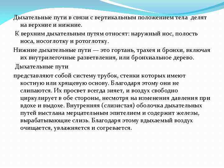 Дыхательные пути в связи с вертикальным положением тела делят на верхние и нижние. К