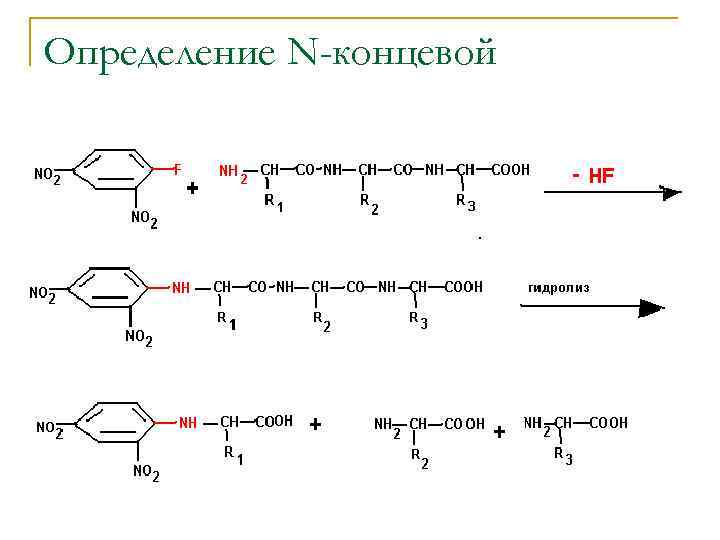 Определение N-концевой 