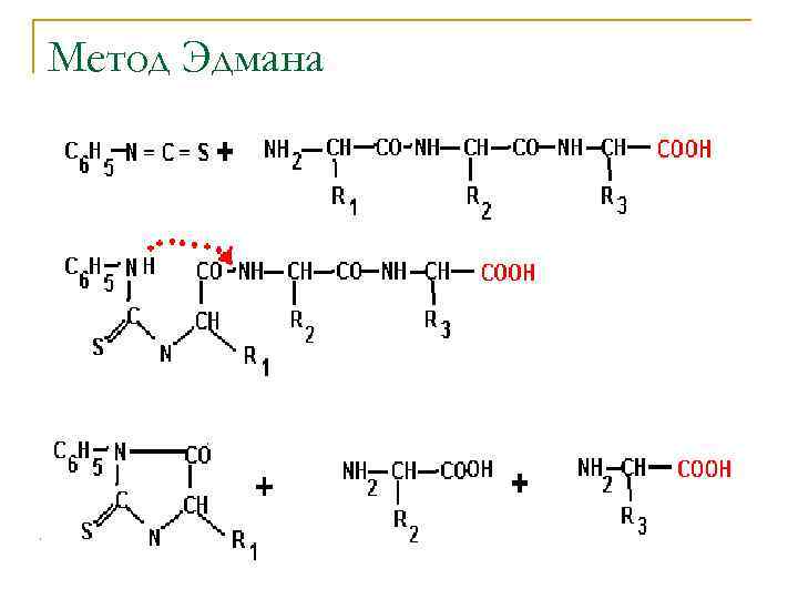 Метод Эдмана 