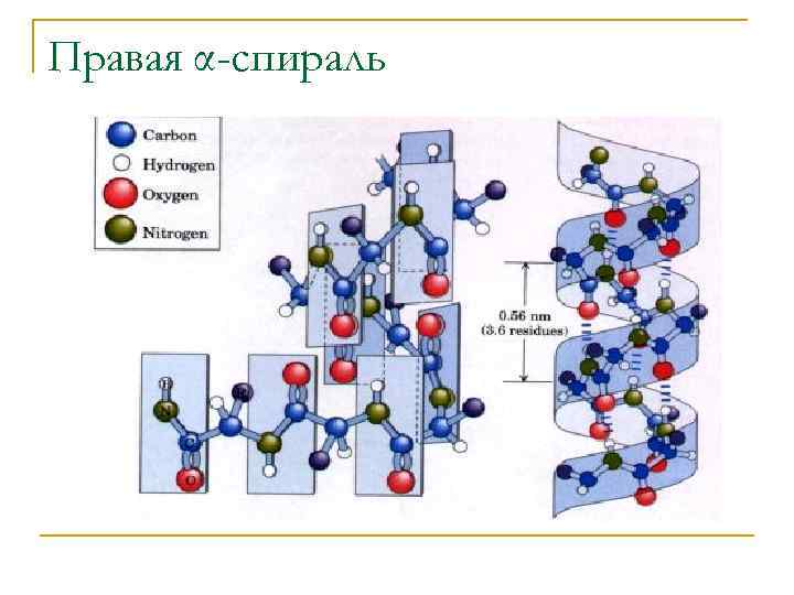Правая α-спираль 