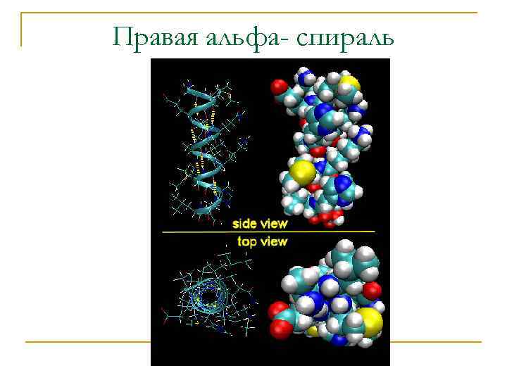 Правая альфа- спираль 